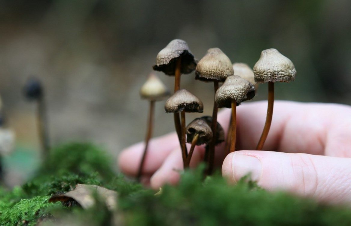 Les champignons hallucinogènes au secours des patients atteints de cancer