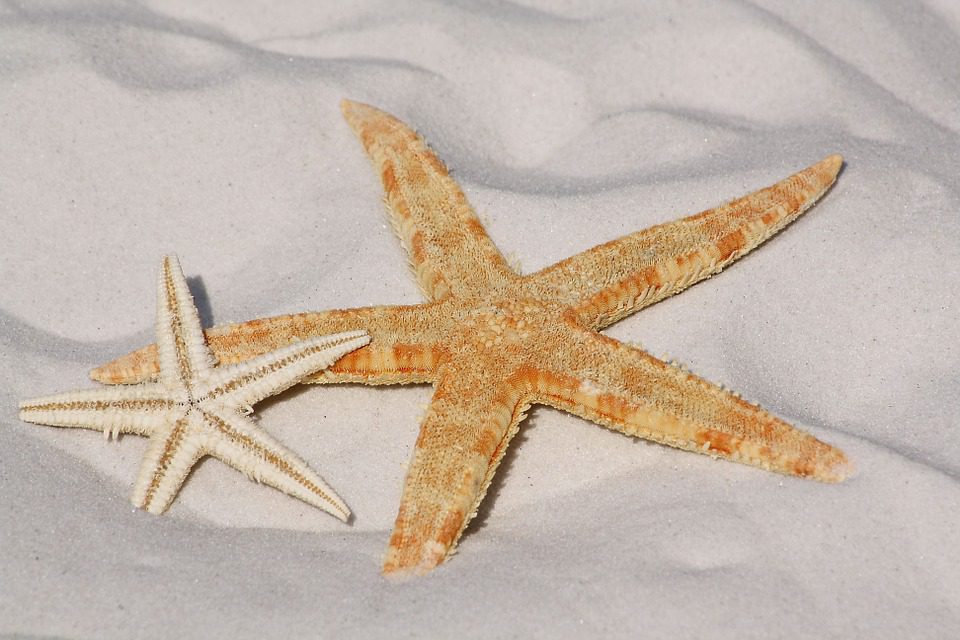 Mucoviscidose : l’étoile de mer serait-elle la clé moléculaire ouvrant sur sa guérison ?