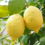 L’eau tiède et du citron, le remède considéré comme miraculeux