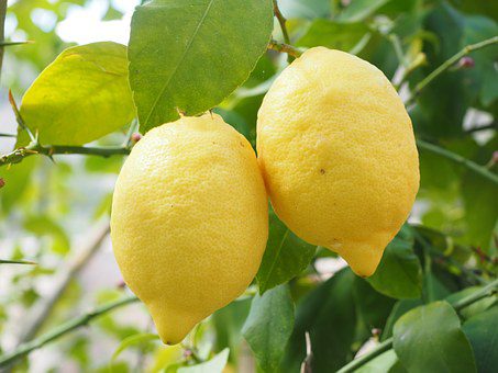 Des citrons comme outils insolites de dépistage du cancer du sein