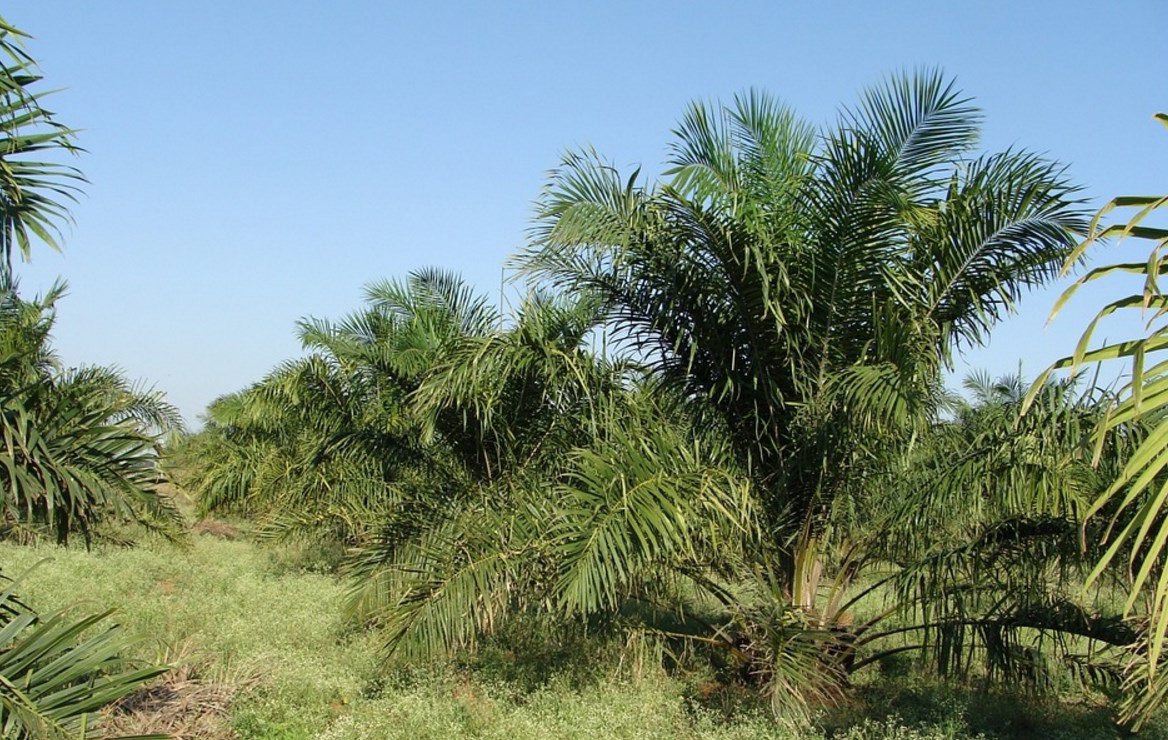 Une alternative à l’huile de palme se nomme le substipalm
