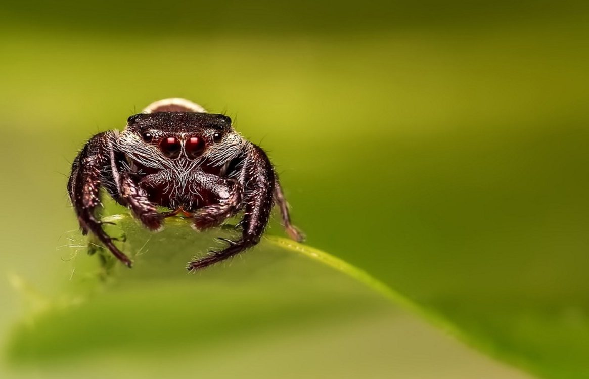 Une araignée particulièrement dangereuse sème la panique en France