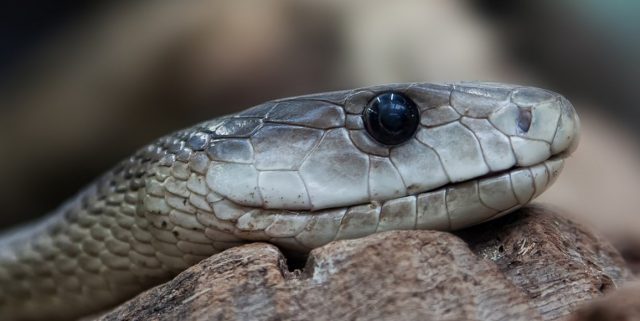 Serpent-640x321 Les gels hydroalcooliques de nouveau contestés par les scientifiques, les consommateurs sont face à un ras-le-bol