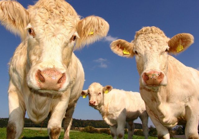 Agriculture-640x449 Listeria : des bries aux truffes rappelés par l'entreprise