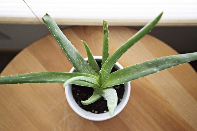 aloe-vera-640x426 Haute-Saône : des vaches percutées par une voiture et lacérées