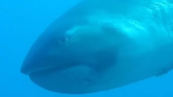 Indonésie : une plongeuse filme sa rencontre furtive et fortuite avec le rare requin grande-gueule