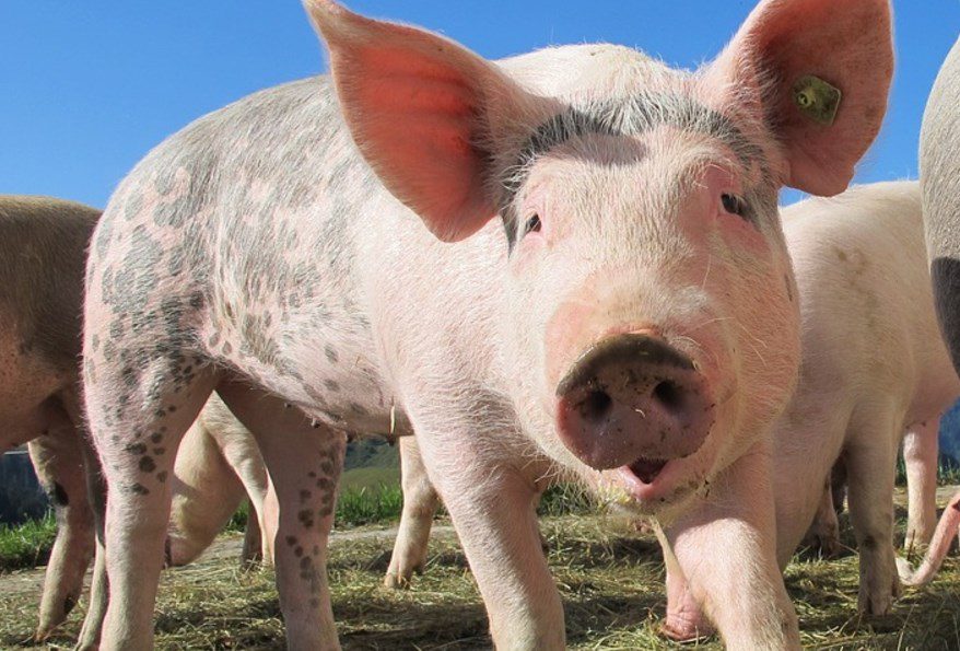 La gélatine de porc est identifiée dans de multiples produits alimentaires