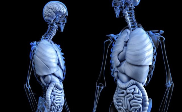 Organes-640x394 Burn-out : les salariés sont de plus en plus frappés par l'épuisement