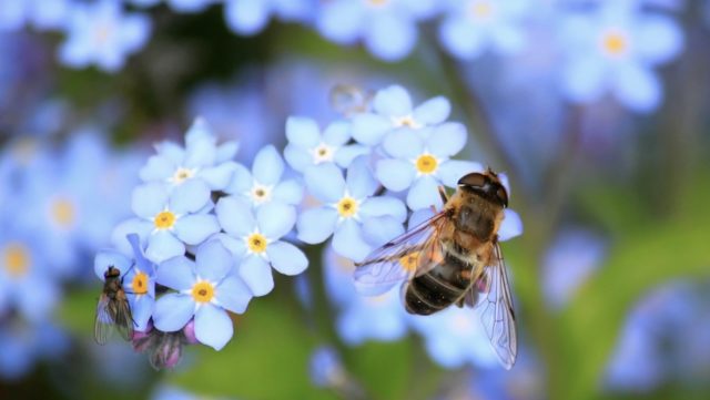 Abeilles-640x361 Gare du Nord : une bombe de la Seconde Guerre mondiale paralyse le trafic ferroviaire