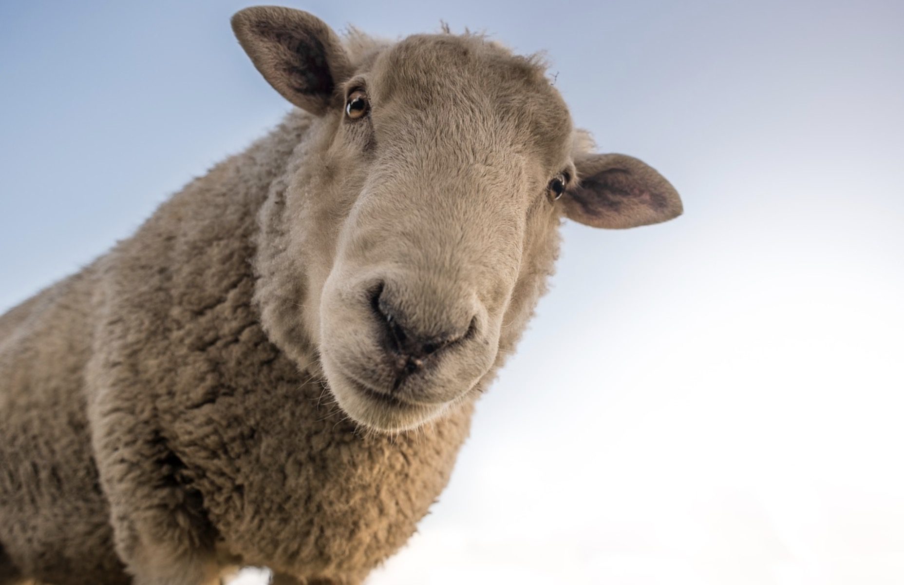 15 moutons inscrits à l’école, une méthode pour éviter la fermeture
