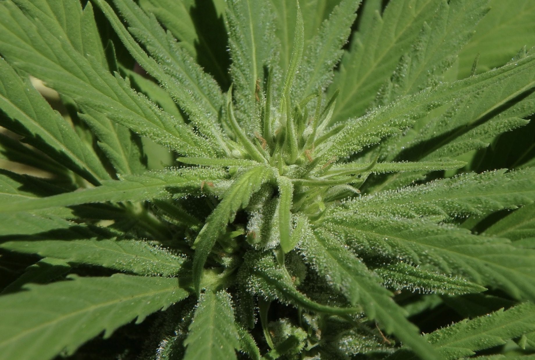 3 bons plans pour trouver les graines de cannabis de qualité