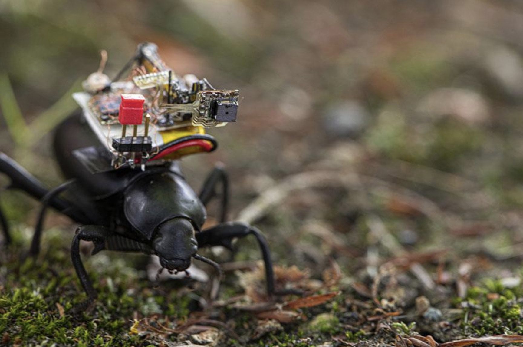 Une GoPro pour les insectes ? Des chercheurs ont créé une caméra robotisée de 250 milligrammes