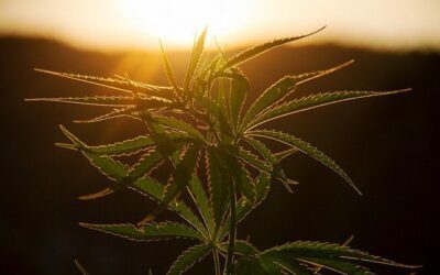 Qu’est-ce que le CBN ? Ce qu’il faut savoir sur le dernier somnifère à base de cannabis.