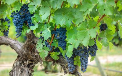 Les régions viticoles de France et leurs cépages emblématiques