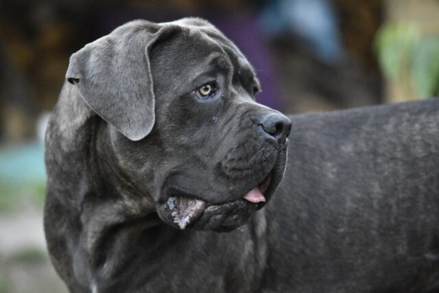 cane-corso-2--640x427 Gilles de 'L'amour est dans le pré' se confie sur une décision déchirante après l'AVC de son père : 'C'est une existence que je n'aurais jamais voulu pour lui