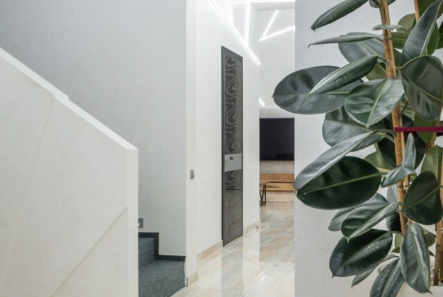 ficus-elastica-plante-640x429 Pourquoi confier l'entretien de vos locaux à une société de nettoyage ?