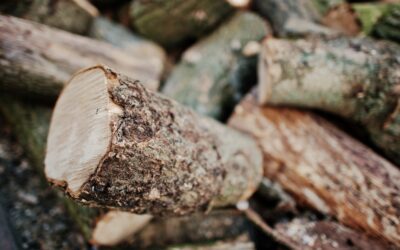 Ramassage de bois en forêt ? Attention aux règles, l’amende s’élève à 1500 euros