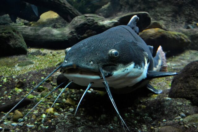 fish-640x427 Le blister recyclable: vers un packaging pharmaceutique écologique