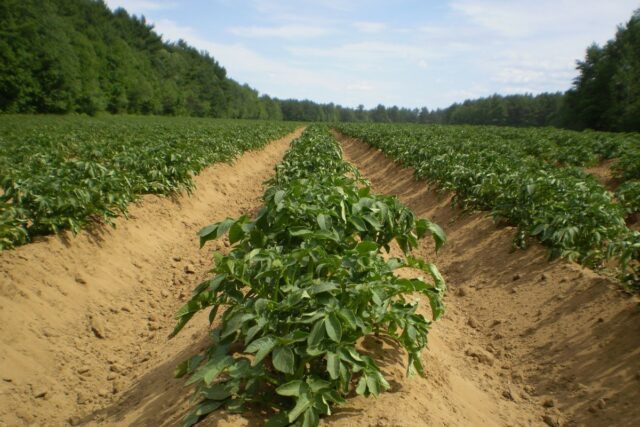 planter-pommes-de-terre-640x427 Ardèche : une épidémie de rougeole déclarée avec pour foyer infectieux la commune d'Ardoix