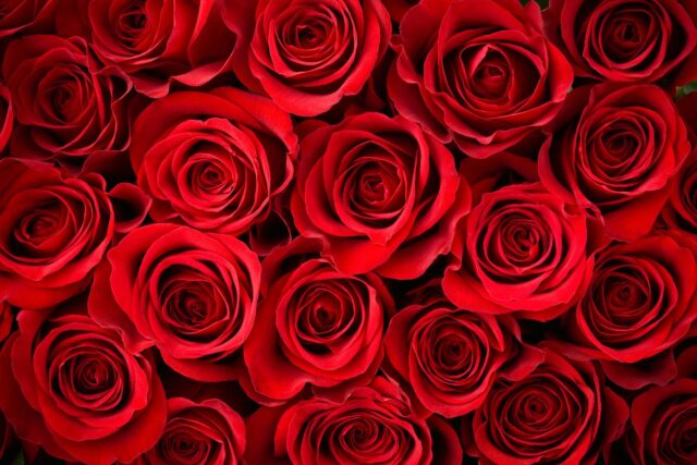 rose-640x427 Le box de stockage est incontournable en France pour gagner en praticité !
