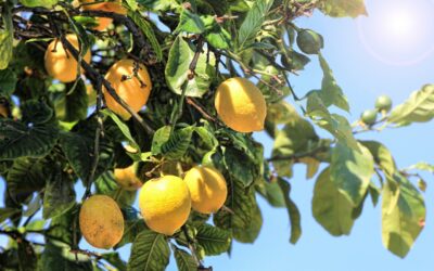 Boostez votre récolte de citrons : un geste à réaliser avant mi-avril