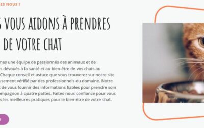 Découvrez commentchatva.fr : Le Nouveau Site Dédié aux Chats et à leurs Passionnés