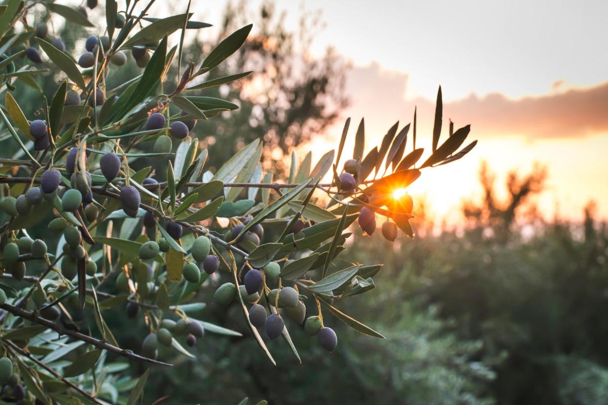 À quel âge un olivier donne ses premières olives