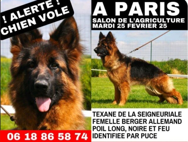chien-30000-euros-vole-salon-agriculture-640x483 Pif Gadget revient cet été avec un numéro spécial, attention nostalgie !