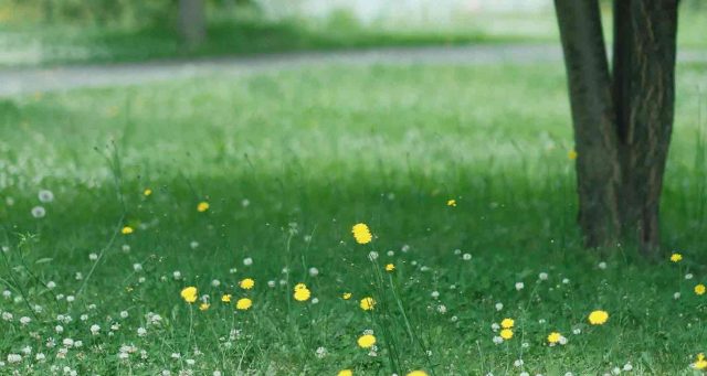 gazon-naturel-en-rouleau-640x341 Planter un figuier : conseils, entretien et récolte