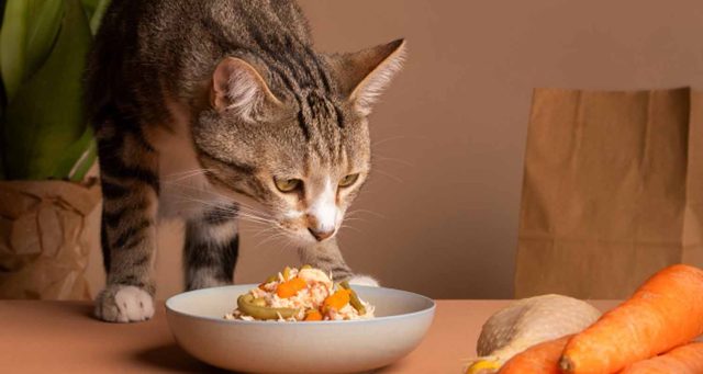 regime-alimentaire-chat-640x341 La fréquence optimale pour laver votre literie, un secret bien gardé
