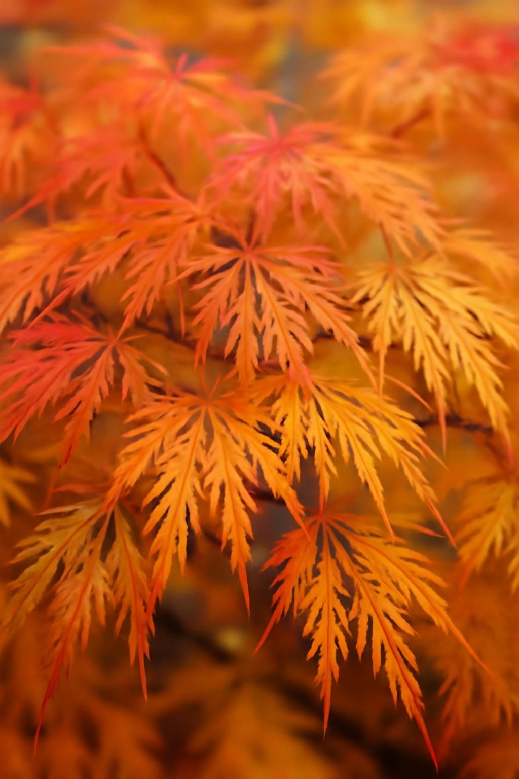erable-du-japon-comment-bien-le-planter-et-lentretenir-1 Érable du Japon : comment bien le planter et l'entretenir