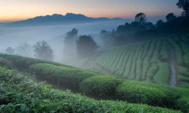 Darjeeling-aucune-actualite-recente-disponible-sur-Google-News-640x384 Drones suspects : les aéroports de Bruxelles, Charleroi et Liège contraints de suspendre leurs activités