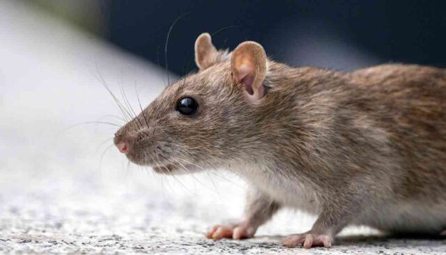 deratisation-640x366 Témoignage poignant de la mère de Mathis, victime d'un chauffard à Lille : Un appel à la justice et à la sécurité routière