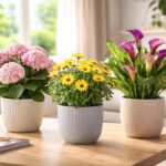 découvrez les 3 nouvelles variétés de plantes fleuries chez lidl dès 2,99 €, idéal pour embellir et rafraîchir votre intérieur ce printemps.