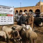 découvrez l'analyse détaillée des prix des animaux pour l'eid al-adha 2026 sur les principaux marchés du bétail au maghreb et au machrek, avec afriquinfos.