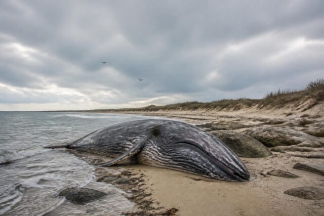 Une-baleine-sechoue-mortellement-sur-une-plage-de-lile-de-Re-un-drame-naturel-en-bord-de-mer-640x427 Papier peint : un tutoriel pour poser cette tapisserie et la choisir
