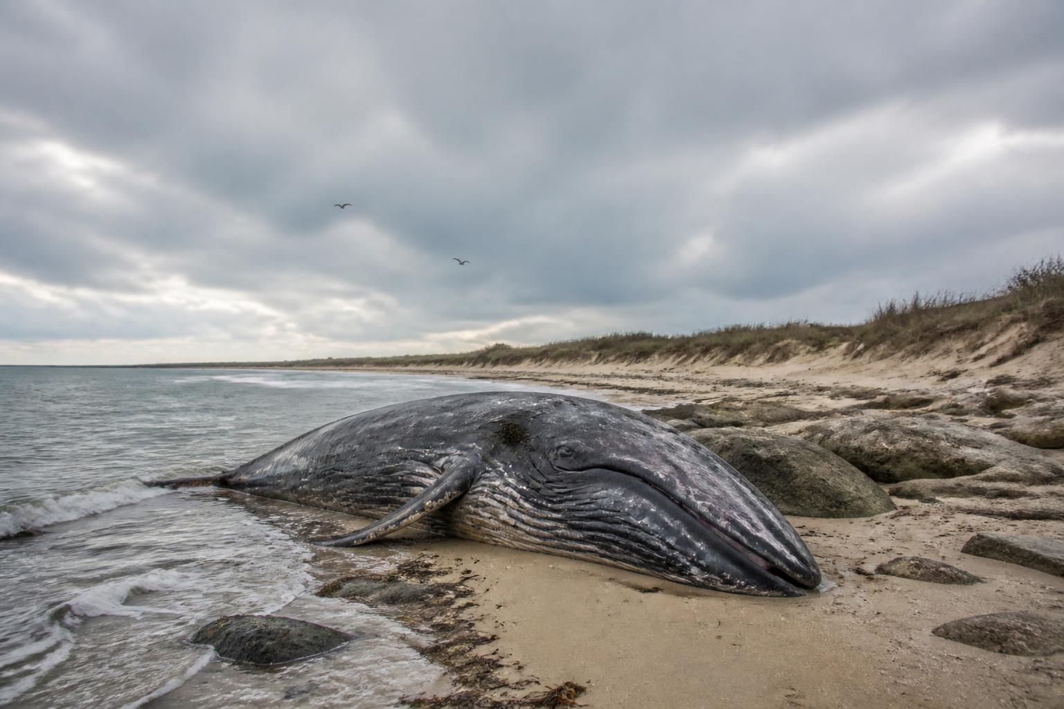 une baleine s’échoue mortellement sur une plage de l’île de ré, suscitant émotion et questionnements face à ce drame naturel sur la côte.