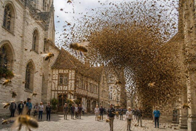 Yonne-un-impressionnant-essaim-de-30-000-abeilles-envahit-le-centre-ville-de-Sens-640x427 Découvrez cette variété ancienne qui permet de créer un potager sans arrosage, résistante à toutes les conditions