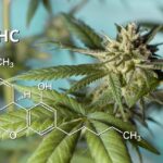 thé thca 1