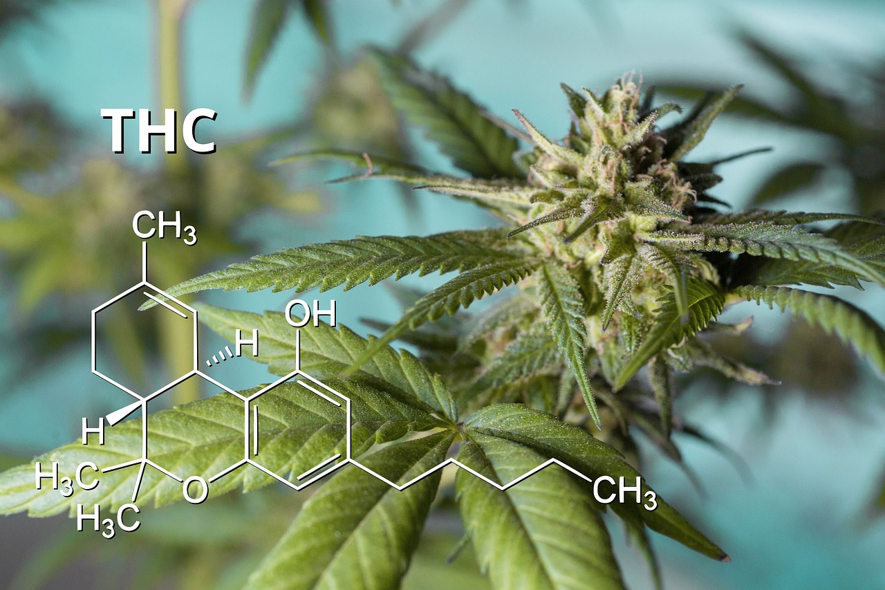 thé thca 1