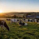 découvrez le sommet des vaches normandes qui s'installe en loire-atlantique pour un événement exceptionnel dédié à l'élevage et à la valorisation des races normandes.