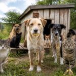 urgence dans les côtes-d'armor : un refuge pour chiens et chats lance un appel vital pour éviter sa fermeture à la fin de l'été. soutenez la cause pour protéger nos animaux.
