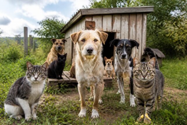Urgence-dans-les-Cotes-dArmor-un-refuge-pour-chiens-et-chats-lance-un-appel-crucial-pour-eviter-sa-fermeture-prevue-a-la-fin-de-lete-640x427 La Banque du Canada entre équilibre et défis : Une analyse de la Banque Nationale