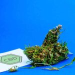 extraits chanvre cbd 1