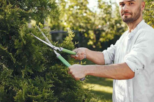 taille-haie-640x427 Transformez votre jardin en oasis de fraîcheur en quelques étapes simples