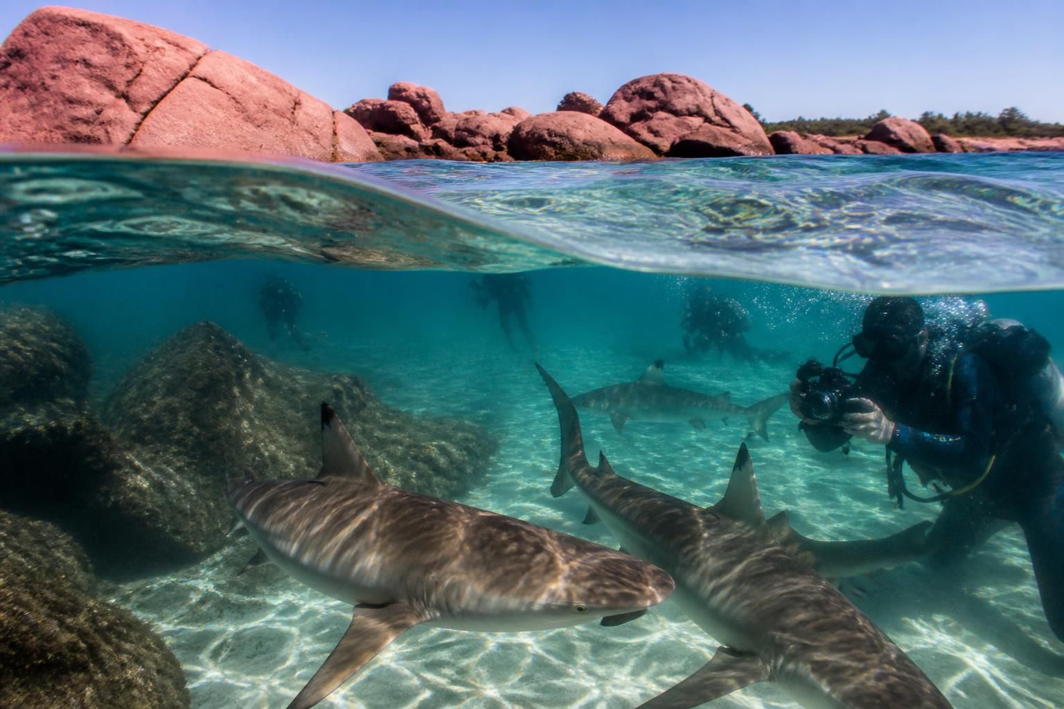 partez à l'aventure en bretagne et plongez dans l'univers fascinant des requins le long de la côte de granit rose. une immersion unique pour découvrir ces mystérieux squales.