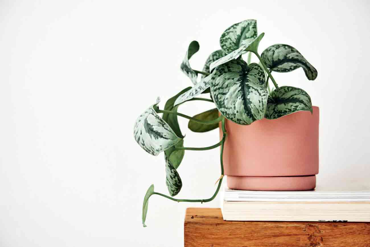 pothos